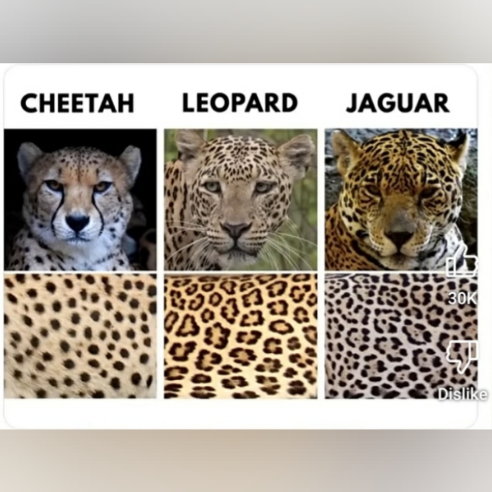 Animal Print Guide
